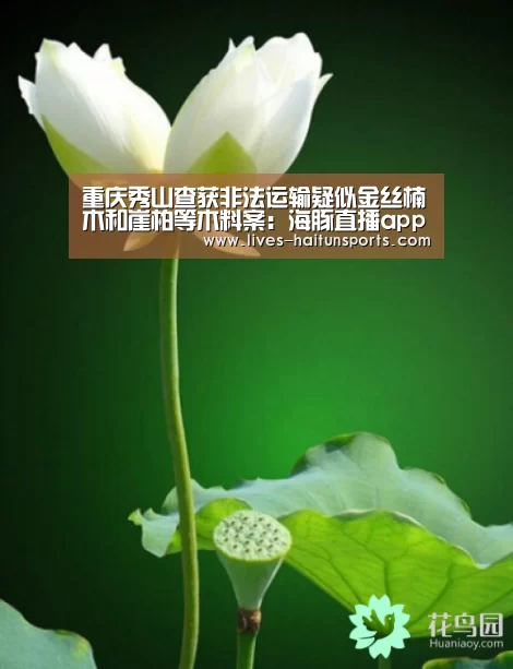 重庆秀山查获非法运输疑似金丝楠木和崖柏等木料案:海豚直播app最新版nba(图2) 海豚直播nba直播免费观看